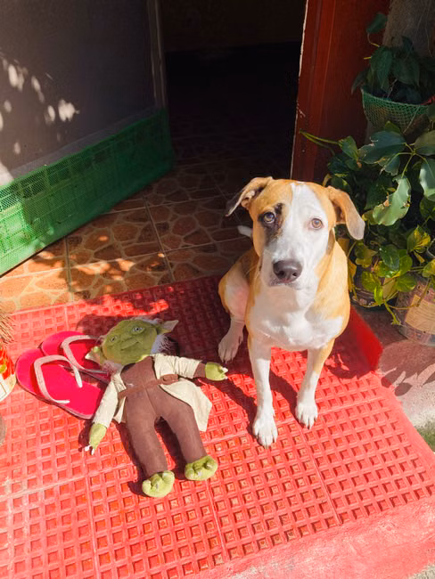 Trator de Brinquedo